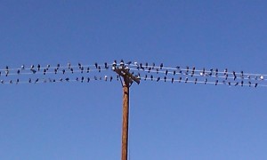 Support Group Birds on the Line by Brenda Avadian