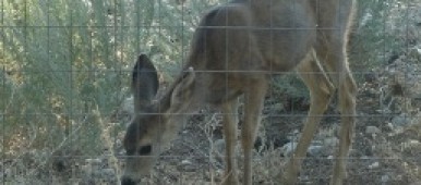 Baby Deer photo - Avadian