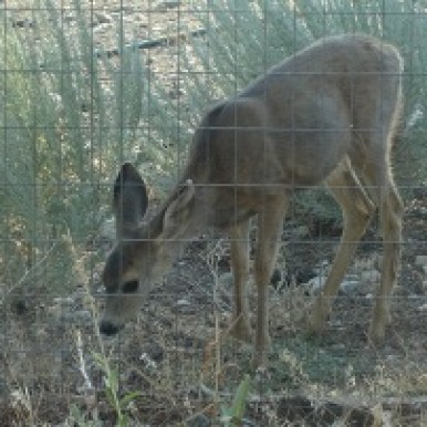 Baby Deer photo - Avadian