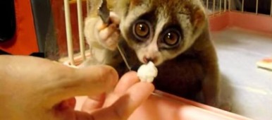 Cute video for caregivers - Kinako a slow loris eats a rice ball