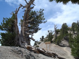 Mt. Baden Powell - the final ascent