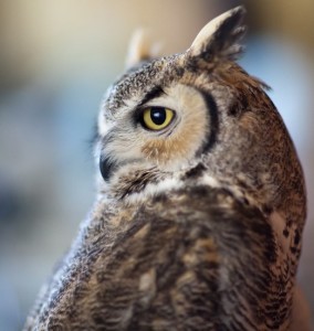 Squints Owl Photo by Jonathan Numer