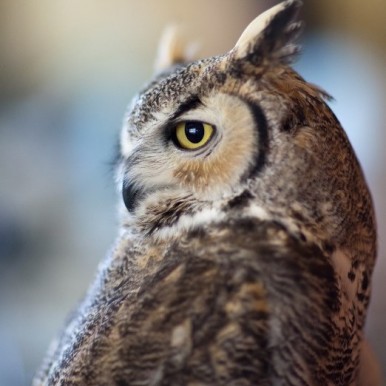 Squints Owl Photo by Jonathan Numer