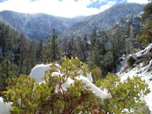 Winter Wonderland by Avadian Angeles National Forest