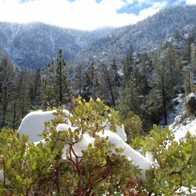 Winter Wonderland by Avadian Angeles National Forest