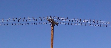 Support Group Birds on the Line by Brenda Avadian