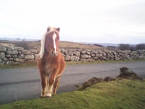 Dartmoor ponie Courtesy Norms McNamara