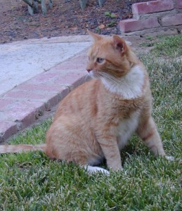  Orange-tabby-cat-Avadian