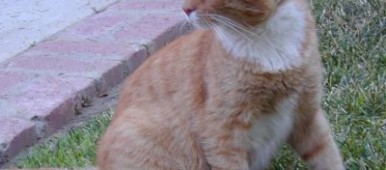 Orange-tabby-cat-Avadian