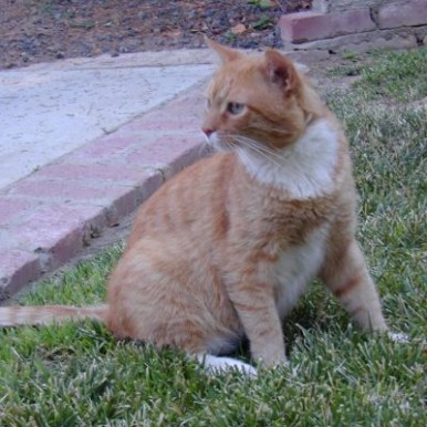 Orange-tabby-cat-Avadian