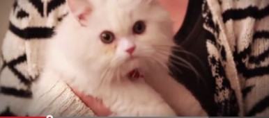 How The Kitten Stole Christmas -video