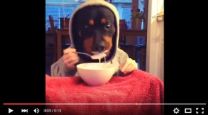 The Caregiver's Voice Humor Dog eating - Web