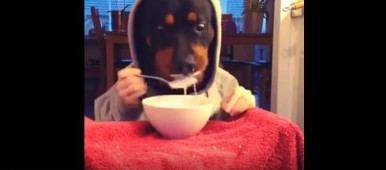 The Caregiver's Voice Humor Dog eating - Web