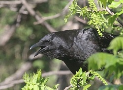 Squaking raven - photo courtesy of Sheri Zschocher