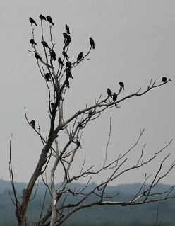 Sheri Zschocher - bird in tree
