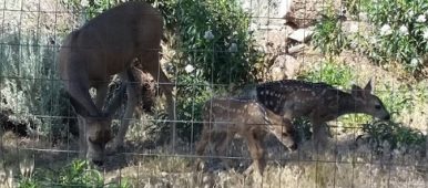 Mother Deer with Fawns