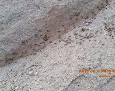 Ants on a Mission - Avadian photo