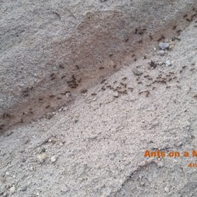 Ants on a Mission - Avadian photo