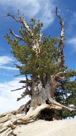Wally Waldron Tree on Mt Baden Powell in the Angeles National Forest - Estimated age 1,500 years Photo by Brenda Avadian 2017