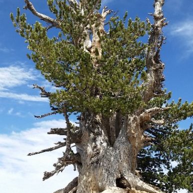 Article excerpts of wisdom like the Wally Waldron Tree on Mt Baden Powell in the Angeles National Forest - Estimated age 1,500 years
