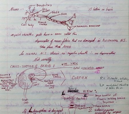 Brenda Avadian's handwritten notes about the brain from her Psych 101 course in the 1970s