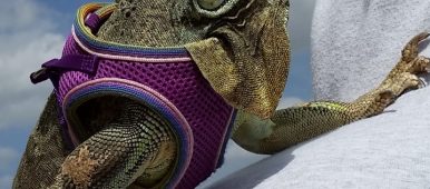 Can't help but smile and maybe even laugh when viewing Josh's rescue iguana wearing this purple harness.