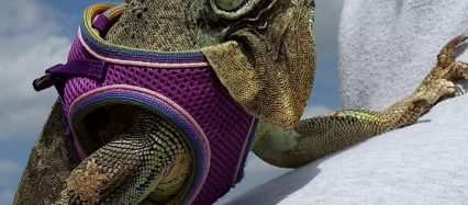 Can't help but smile and maybe even laugh when viewing Josh's rescue iguana wearing this purple harness.