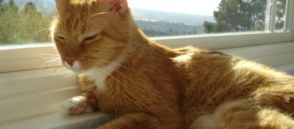 Avadian's Orange Tabby Cat's Tips on Caregiving