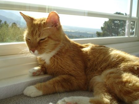 Avadian's Orange Tabby Cat's Tips on Caregiving