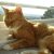 Avadian's Orange Tabby Cat's Tips on Caregiving