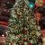 Christmas-tree-Las-Vegas