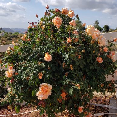 Roses in Temecula - Avadian photo at Yates home