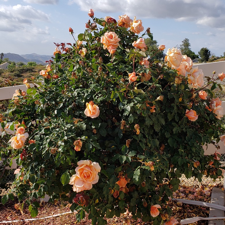 Roses in Temecula - Yates