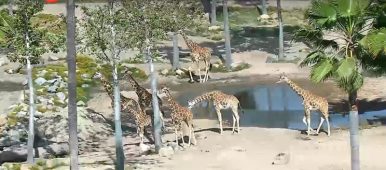 San Diego Zoo Live Giraffe Cam - tcv