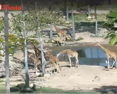 San Diego Zoo Live Giraffe Cam - tcv