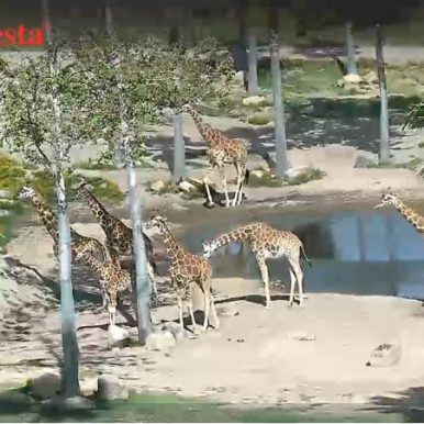 San Diego Zoo Live Giraffe Cam - tcv