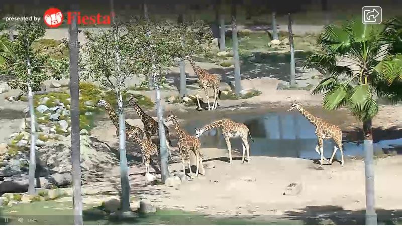 San Diego Zoo Live Giraffe Cam - tcv