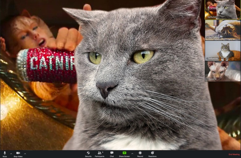Feline Zoom caller w wacky background