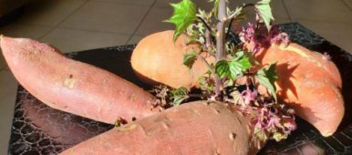 Watching your yam sprout while waiting on hold for a second - Caregiver Humor