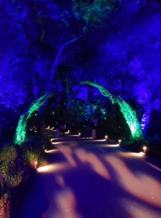 Path to the Ancient Forest Enchanted Forest of Light Avadian Photo-tcv