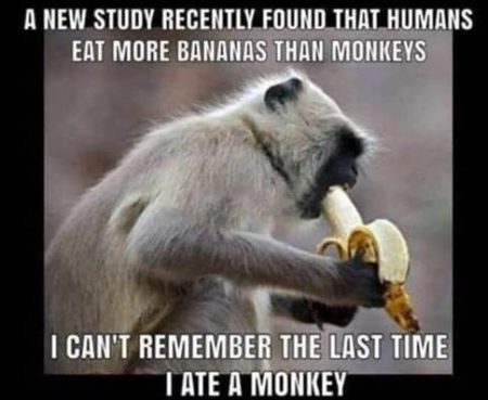 Monkeys vs bananas - which eat more