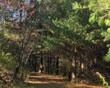 A walk on a grassy trail in the forest in Menomonie, Wisconsin.