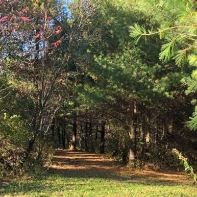 A walk on a grassy trail in the forest in Menomonie, Wisconsin.