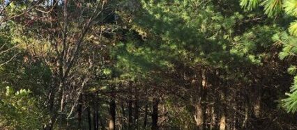 A walk on a grassy trail in the forest in Menomonie, Wisconsin.