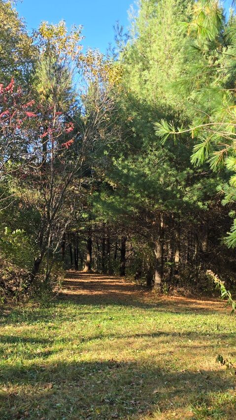 A walk through the forest in Menonomie, Wisconsin 