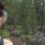 Brenda Avadian solo hiking in Yosemite at Tuolumne Meadows